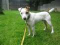 Dog of the Week