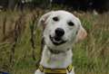 Bouncy Buddy is looking for his forever home