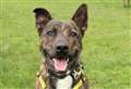 Pandemic pup faces third Christmas in kennels