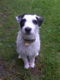 Dog of the Week
