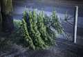 Recycle your tree this festive season