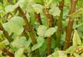 The dangerous and destructive plants to look out for in your garden 