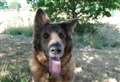 Affectionate German shepherd looking for her forever home