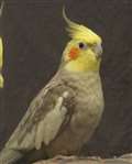 Cockatiel lost in winter storm