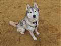 Dog of the Week