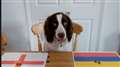 See who Tilly the 'wonderdog' thinks will win England vs Colombia clash