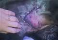Dog injured at local beauty spot