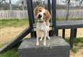 Could you give a dog its forever home?