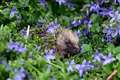 10 ways West Berkshire residents can help hedgehogs