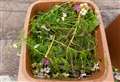 Garden waste collection in Basingstoke and Deane to be suspended
