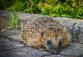 Council says hedgehog holes will overburden planners in West Berkshire