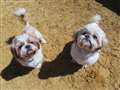 Mother and daughter doggie duo seek new home together