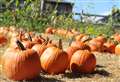 Pumpkin picking in Wasing this Hallow'een