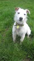 Dog of the week