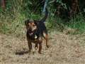 Shadow hopes to light up the life of a new owner