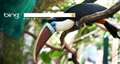 Bing hands over its homepage to The Living Rainforest today (Friday)
