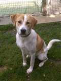 Dog of the Week