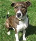 Dog of the Week
