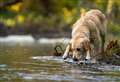Warning to dog owners over highly toxic blue-green algae 