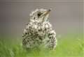 What to do if you find a baby bird this spring 