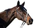 eQuestrian Time launches in Lambourn