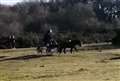 Video: Oh what a beautiful morning! Pony and trap spotted trotting across Greenham Common 
