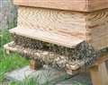 Prolonged rain does not make for buzzing bees