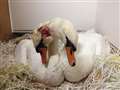 Swans shot in "shameful, pointless, and cowardly act