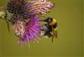 5 of the best plants for attracting bees as numbers continue to fall 