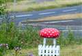 Mystery mushroom baffles motorists
