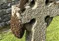 Swarm of bees spotted on Englefield gravestone