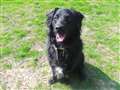 Sooty hopes to make clean sweep into new home