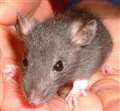 Rat population explosion since fortnightly bin collections, says Labour spokesman