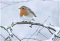 RSPB celebrates the robin