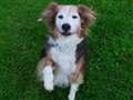 Dog of the Week
