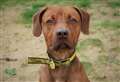 Could you love Benji forever?