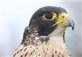 Appeal after peregrine falcon goes missing
