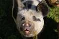Cute n' hairy new arrivals at Beale wildlife park