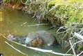 Baby beavers make a home in country estate