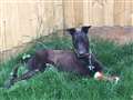 Can you help this Bobby-dazzler find a new home?