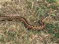 Adder pictured at Greenham Common - beware when walking with children and dogs 