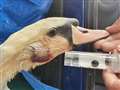 'Disgusting' attack as another swan shot in West Berkshire