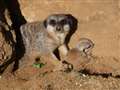 Compare the meerkat and her mere-kitten