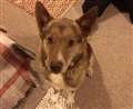 Sweet affectionate crossbreed sees new home