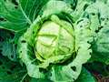 Keep the soil moving to beat pests