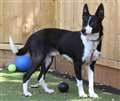 Can you bless Sneezy with a new home?