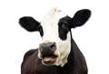 Rescue crews moove cows trapped in river