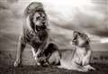 60th Wildlife Photographer of the Year exhibition opens at The Base at Greenham