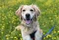 Could you give Honey her forever home?