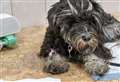 RSPCA begs people not to dump pets amid fears of 'winter crisis'
